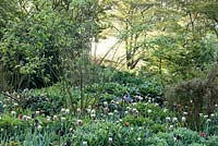 Mixed border of Tulips including Tulipa 'Flaming Spring Green', Tulipa 'Queen of the Night' and Tulipa 'Abu Hassan'.