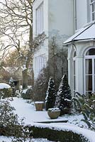 Taxus baccata - yew topiary pyramids and Euphorbia by the house. Snow in late February. The Old Rectory, Suffolk, UK