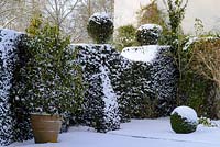 Taxus baccata - yew hedge with topiary finials and pyramid buttresses and Buxus - box ball, Camellia in a terracotta pot. Daphne sheltered by the wall with snow in late February. The Old Rectory, Suffolk, UK