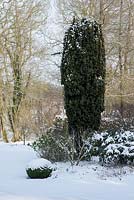 Taxus baccata 'Fastigiata', Irish yew. in border with Rosa - roses and evergreen shrubs. Buxus - box ball with snow in late February. The Old Rectory, Suffolk, UK
