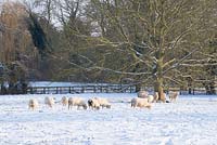 Sheep in the field next to the garden with snow in late February. The Old Rectory, Suffolk, UK