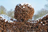The Potager, Fagus - Beech hedge with topiary finial - a covering of snow in late February. The Old Rectory, Suffolk, UK