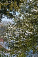 Ilex aquifolium 'Silver Queen' - variegated male holly covered in snow in late February. The Old Rectory, Suffolk, UK