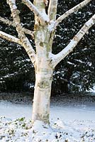 Betula utilis var. jacquemontii - West Himalayan Birch backed by a large Taxus Baccata - old yew. Snow in late February, The Old Rectory, Suffolk, UK