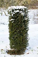 Taxus baccata - yew topiary in the snow in late February. The Old Rectory, Suffolk, UK