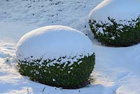 Buxus - box balls with snow in late February. The Old Rectory, Suffolk, UK
