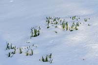 Emerging Narcissi - daffodil bulbs in the snow in late February. The Old Rectory, Suffolk, UK