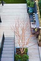 View of a wooden deck with staircase, outdoor kitchen and a container with Betula pendula multi-stem 