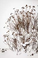 White Spiraea dry stems and seedheads in snow - Spiraea lucida. 