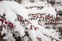 Barberry stems and fruit in snow - Berberis thunbergii.
