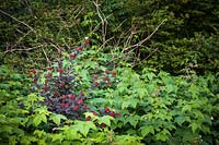 Physocarpus opulifolius Diaoblo 'Monlo' and Rubus nutkanus - Thimbleberries 