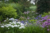 Japanese Iris in rain garden - Iris ensata 'Abundant Display', Iris ensata 'Sunrise Ridge', Iris ensata 'Prairie Chief'. Bellevue, USA.