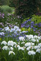 Iris ensata 'Abundant Display' and Iris ensata 'Prairie Chief' in Bellevue Botanical Garden