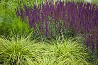 Carex oshimensis 'Everlime' - Japanese Sedge and Salvia nemorosa 'Caradonna' - Purple Wood Sage - Bellevue Botanical Garden