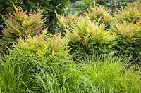 Carex oshimensis 'Everlime' and Nandina domestica 'Gulf Stream' - Bellevue Botanical Gardens