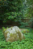 Pachysandra terminalis groundcover surrounds moss-covered boulder 