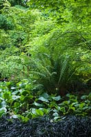 Bergenia 'Silberlicht' and Ophiopogon planiscapus 'Nigrescens' planted in a mixed border at Bellevue Botanical Garden