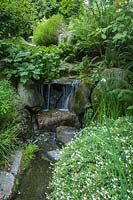 Perennials, shrubs, ferns frame small waterfall. Bellevue Botanical Garden, USA.
