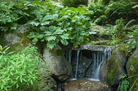 'Superba' Featherleaf Rodgersia foliage frames small waterfall - Rodgersia pinnata 'Superba'. Bellevue Botanical Garden, USA.