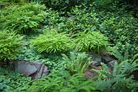 Woodland border of Maidenhair Ferns, Sword Ferns, Salal, Wild Ginger - Adiantum aleuticum, Polystichum munitum, Gaultheria shallon, Asarum caudatum, Mahonia aquifolium. Bellevue Botanical Garden, USA.