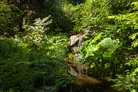 Umbrella Plant - Darmera peltata frames waterfall and pond. Bellevue Botanical Garden, USA.