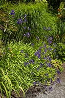 Agapanthus inapertus 'Graskop' - Lily of the Nile in summer border