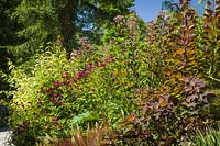 Monarda 'Jacob Cline' - Bee Balm, Eupatorium maculatum 'Gateway' and Cotinus 'Grace' - Smoke Tree in perennial border at Bellevue Botanical Garden