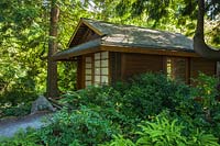 Tateuchi Pavilion framed by Tall Oregon-grape - Mahonia aquifolium, Maidenhair Ferns - Adiantum aleuticum and Western Redcedars - Thuja plicata. Bellevue Botanical Garden, USA.