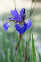 Iris sibirica 'Heavenly Blue'.