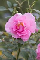 Rosa - Cariad 'Auspanier'