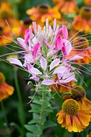 Cleome spinosa 'Cherry Queen' with Helenium