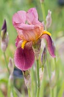 Iris 'Rosy Wings'