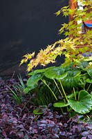Detail of colourful foliage planting, Japanese Maple with lime coloured leaves edged with red, a Tractor Seat plant, Chinese Fringe Plant