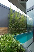 A swimming pool in between a fence and house with a green screen planting of Slender Weavers Bamboo, and a low garden bed with a lush planting of Philodendron, Xanadu, Australian native violet, Walking iris and flowering Gardenias.
