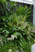 Detail of a lush green raised garden with a variety plants, featuring flowering Australian native violet, Renga Lily, Philodendron Xanadu, Silver Lady Fern, and ginger.