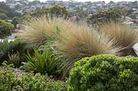 Detail of a rooftop garden showing the view and a planting of grasses, succulents and hardy, drought tolerant plants.