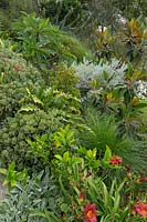 A multi layered sloping garden with a variety of grasses, plants and shrubs with gardenias, succulents, daylillies, emu bush, magnolia and a frangipani.
