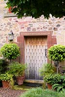 Front door in the Upper Courtyard framed by standard bays, sarcococca and Mahonia 'Soft Caresss' and ferns, with lollipop Acer platanoides 'Globosum' at Broadwoodside, Gifford, East Lothian in September