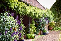 Containers of orange lilies and purple Salvia 'Amistad', eucomis and Hydrangea quercifolia below a tightly trained wisteria in the Upper Courtyard at Broadwoodside, Gifford, East Lothian in September.