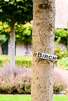 Acer platanoides 'Globosum' in the Upper Courtyard are each hung with a random tree label at Broadwoodside, Gifford, East Lothian.