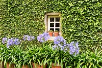 Pots of agapanthus in front of a wall covered with tightly clipped ivy framing a small window at Broadwoodside, Gifford, East Lothian in Scotland.