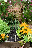 Raised bed with spinach, mustard green, beetroot and leek seedlings amongst marigolds and cosmos in the walled garden at Broadwoodside, Gifford, East Lothian in Scotland.