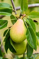 Pears in September, Pyrus communis 'Williams'.