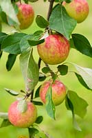 Closeup of apples.