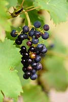 Black grapes - Vitis vinifera 'Purpurea'