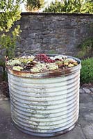 Large industrial steam drum planted with succulents