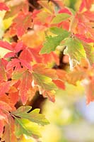 Acer griseum foliage in autumn