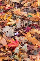 Cyclamen coum growing through fallen leaves in autumn