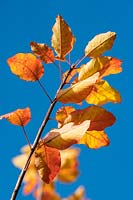 Cotinus coggygria foliage in autumn against blue sky 