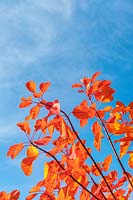 Cotinus 'Flame' foliage in autumn against blue sky 